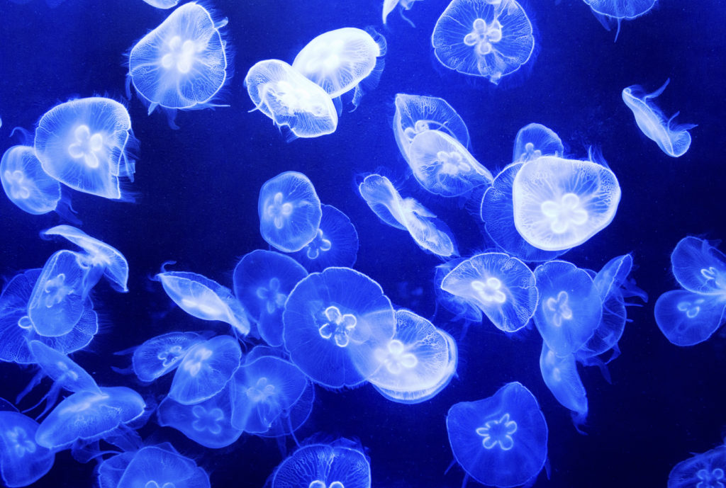 electricity generation - Group of translucent jellyfish